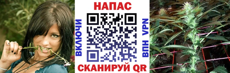 Марихуана сатива  Горбатов 